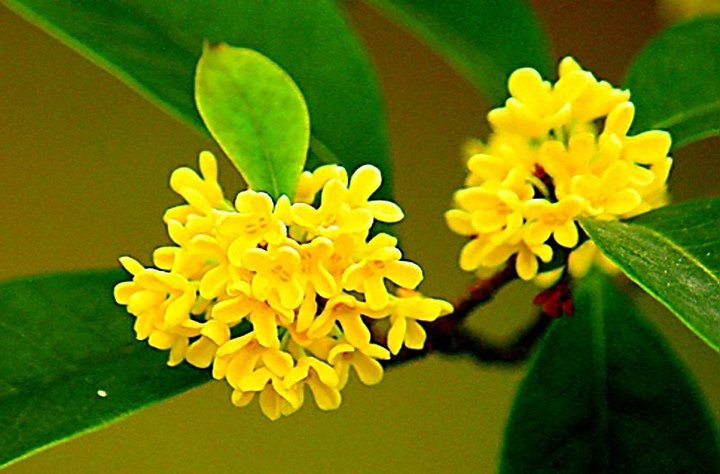 1730167531462591.jpg 桂花1.jpg